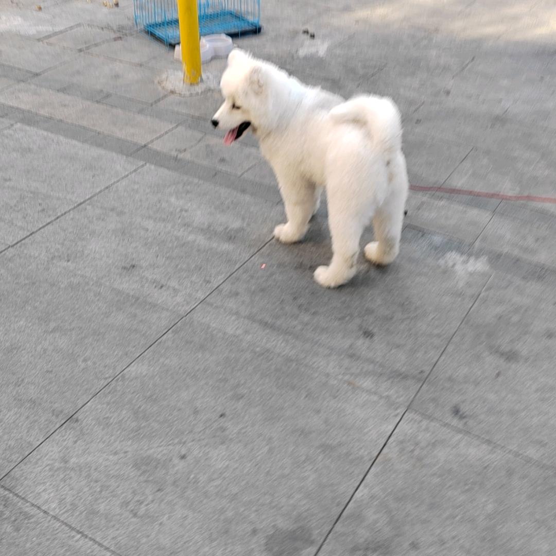 梁梁小小梁