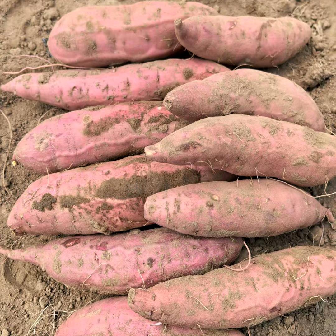 临沭果椒食用农产品好货店