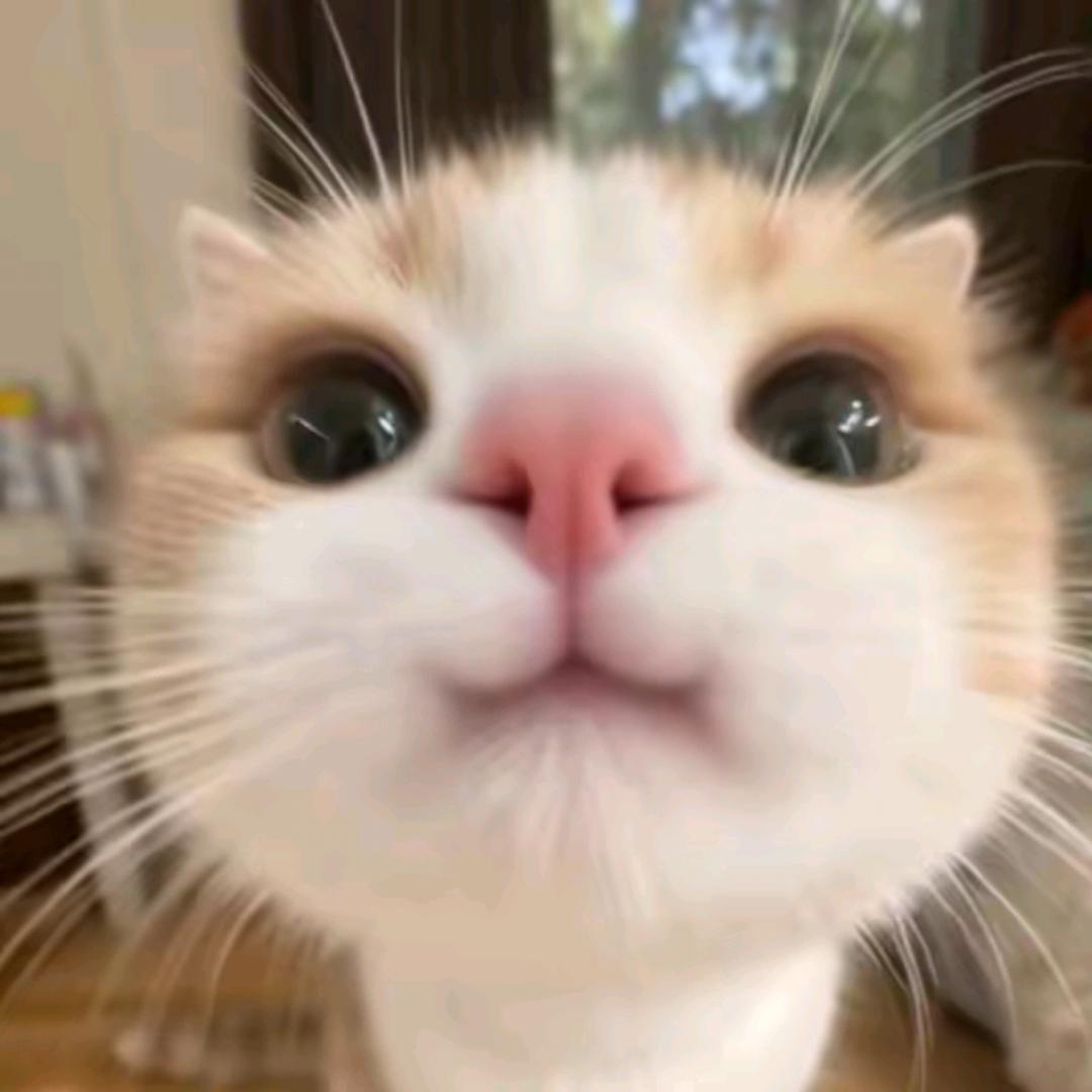 嘿嘿