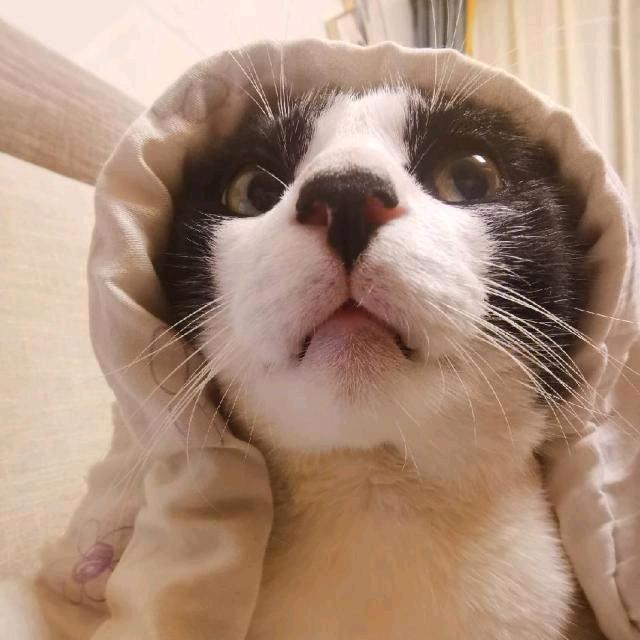 二月月🐈