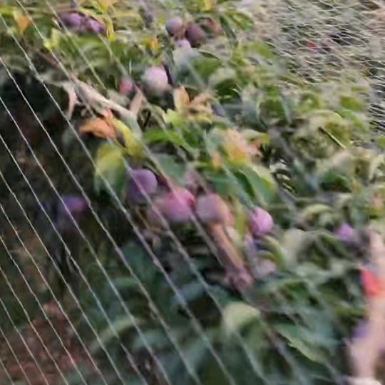 @༺ༀൢ再不碰༒感情ༀ༻