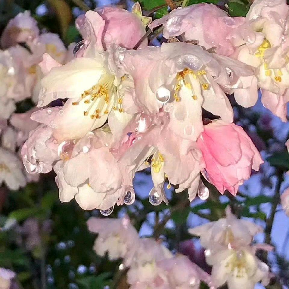 西山小钻石