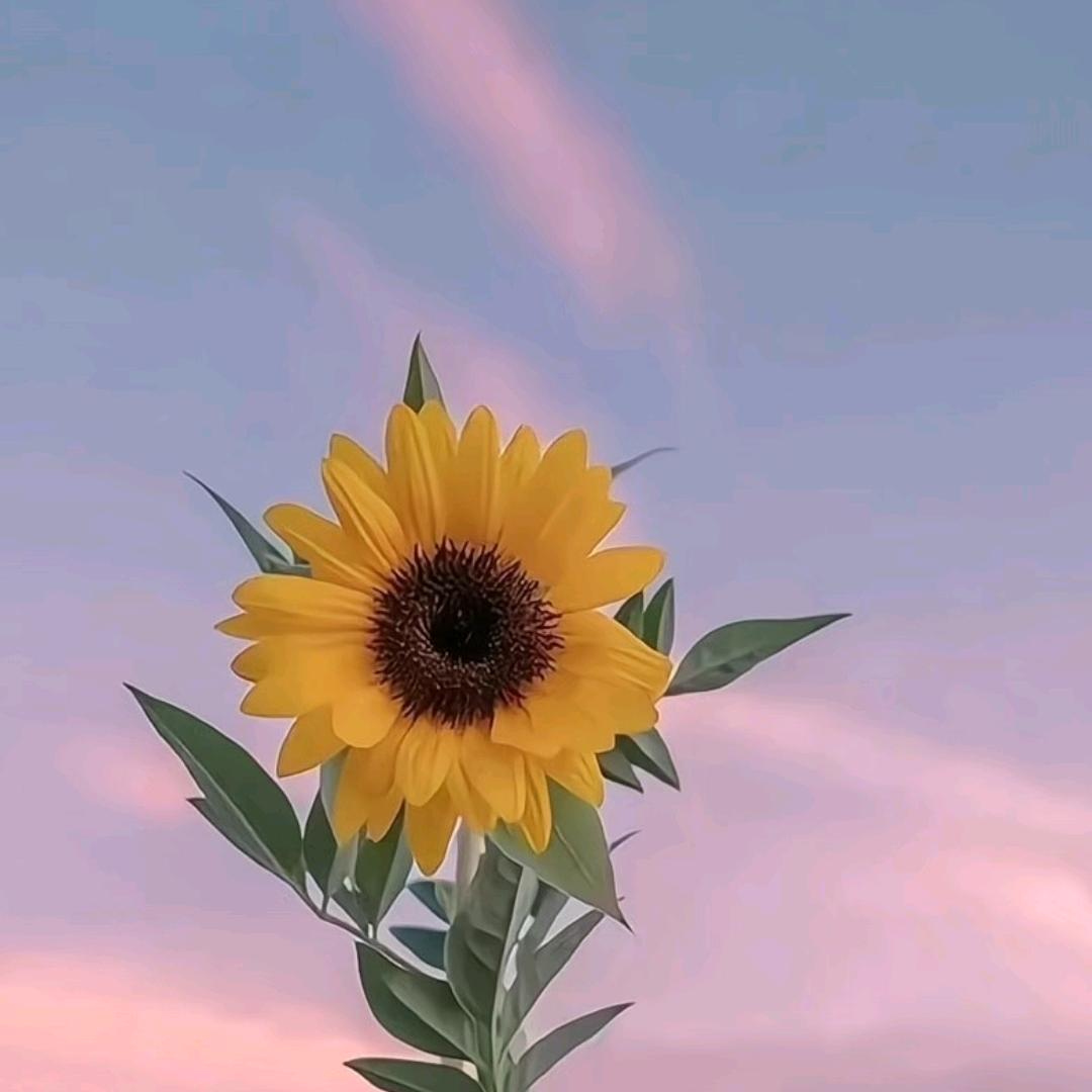 花开半夏