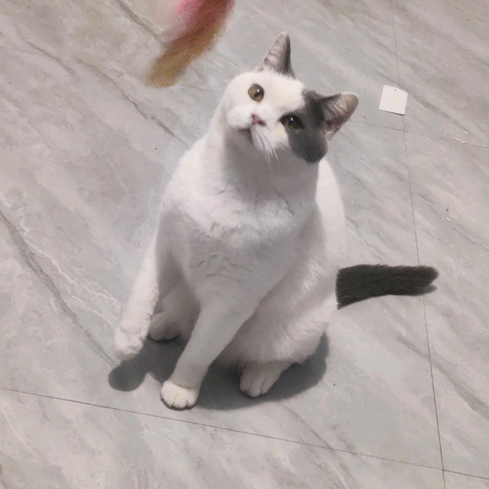 小梁勇闯互联网