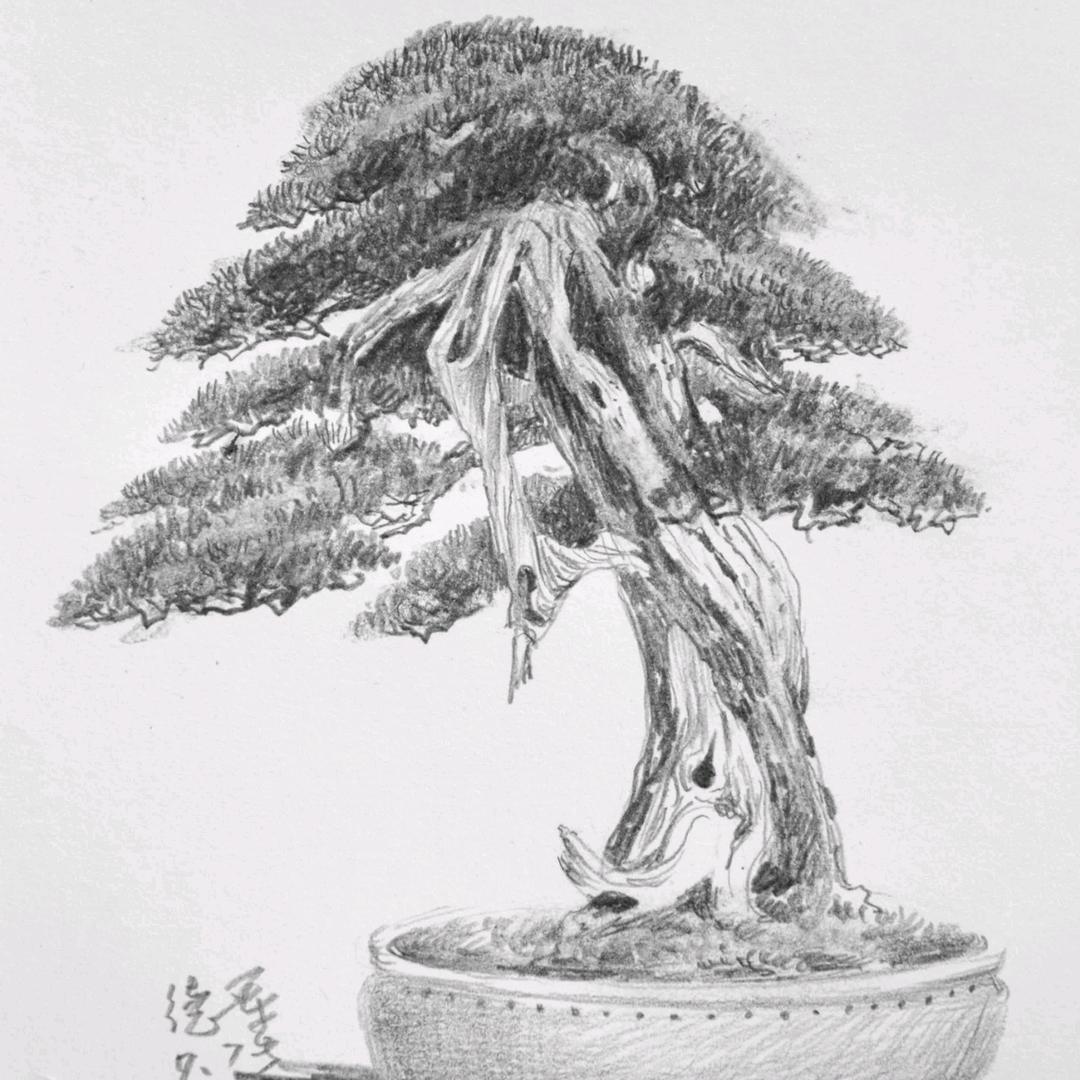 树.人