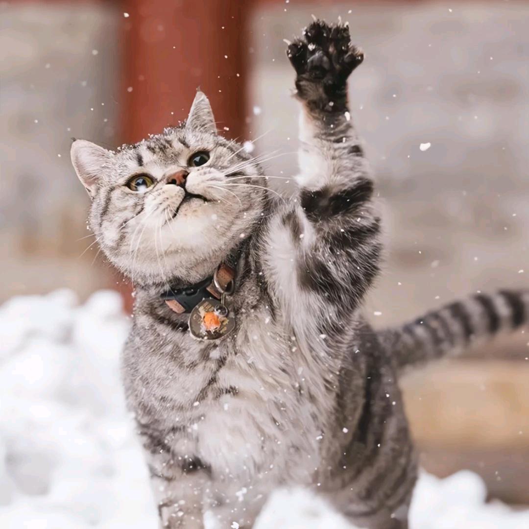 🌈橘猫⁵²⁰🇨🇳