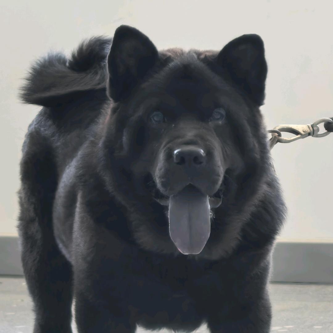 坦克猛犬-雷霆-路虎
