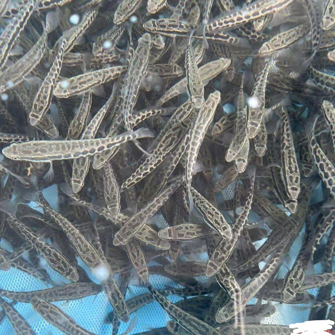 茗韵年宵花供应链