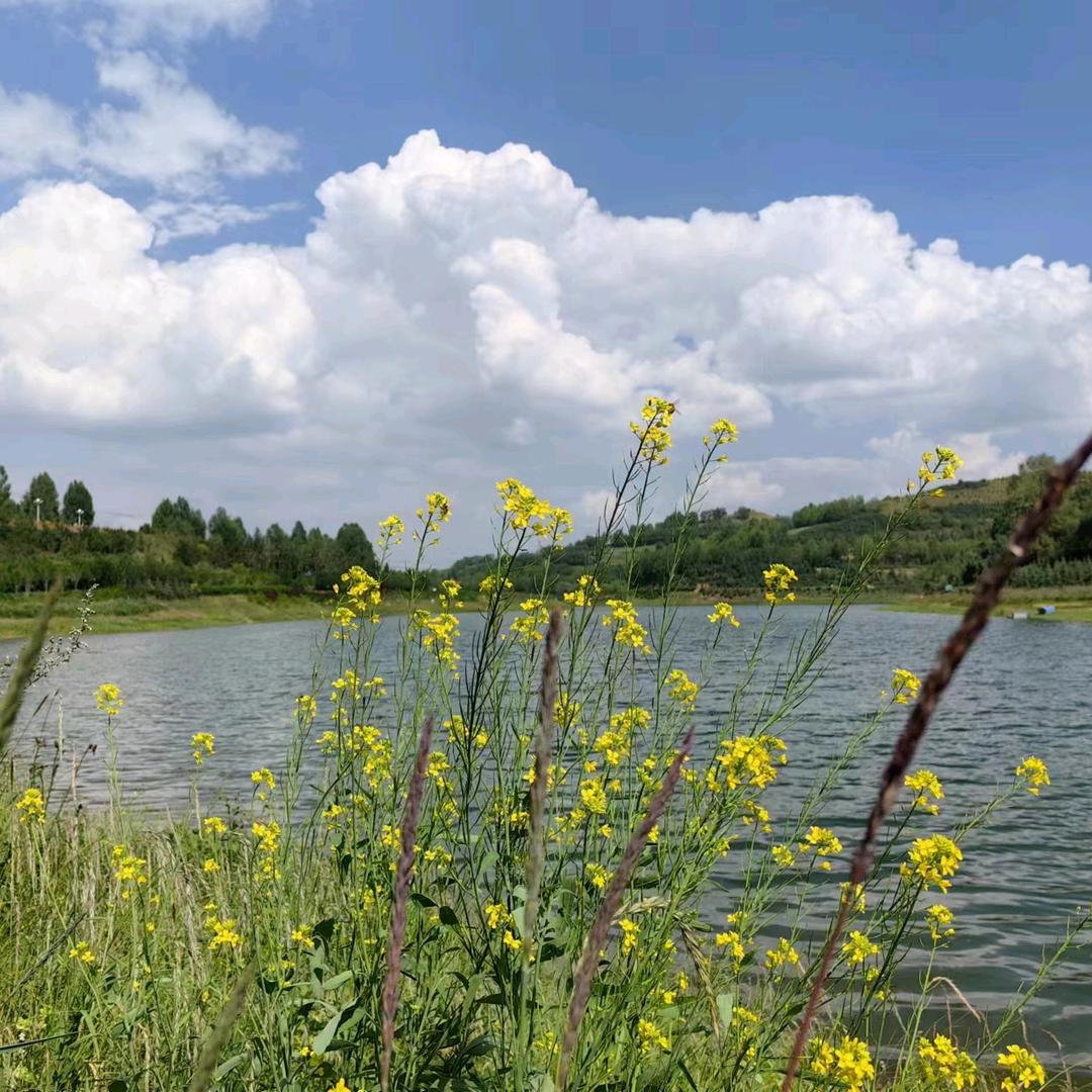好运锦鲤🌻