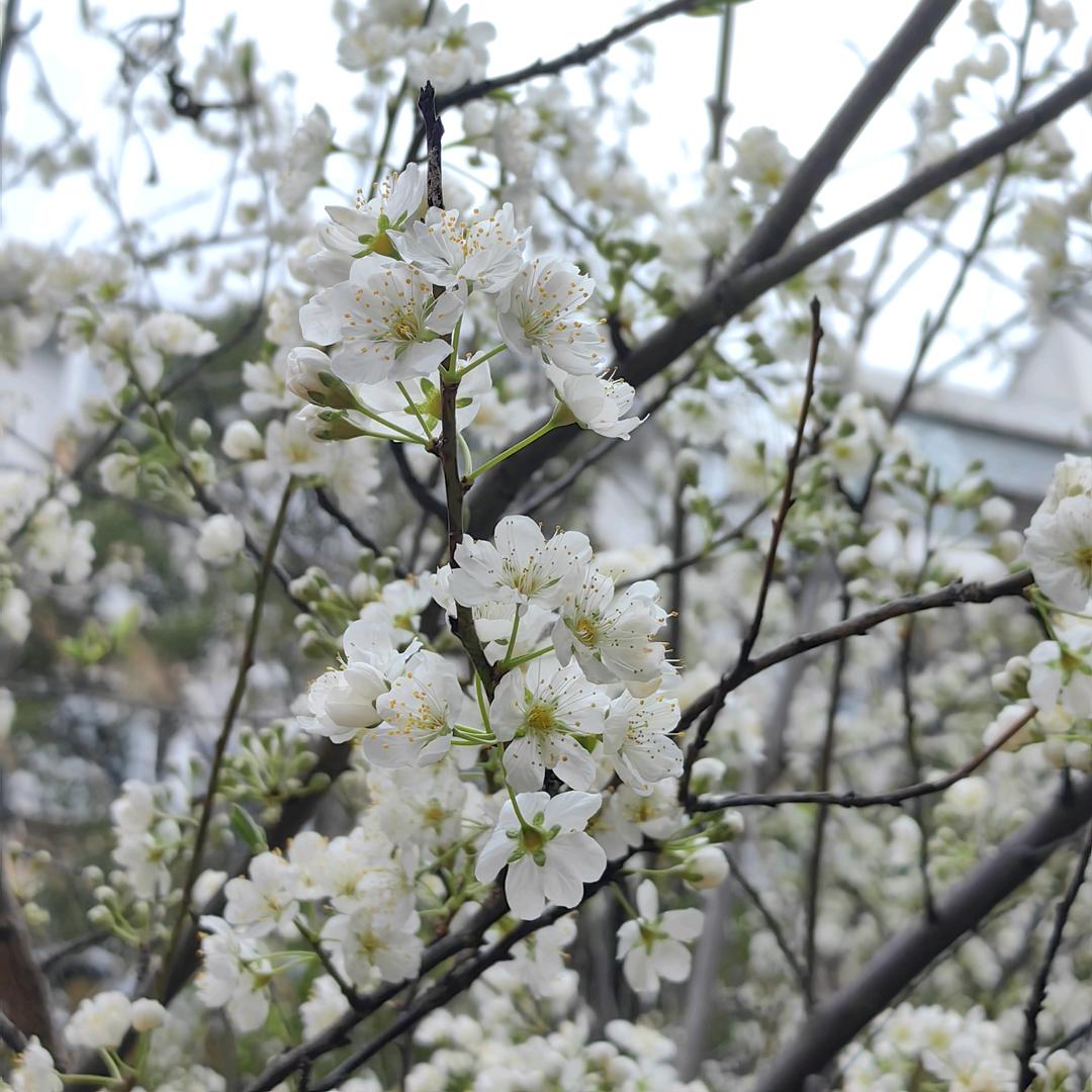 皮蛋🥚瘦肉粥🥣