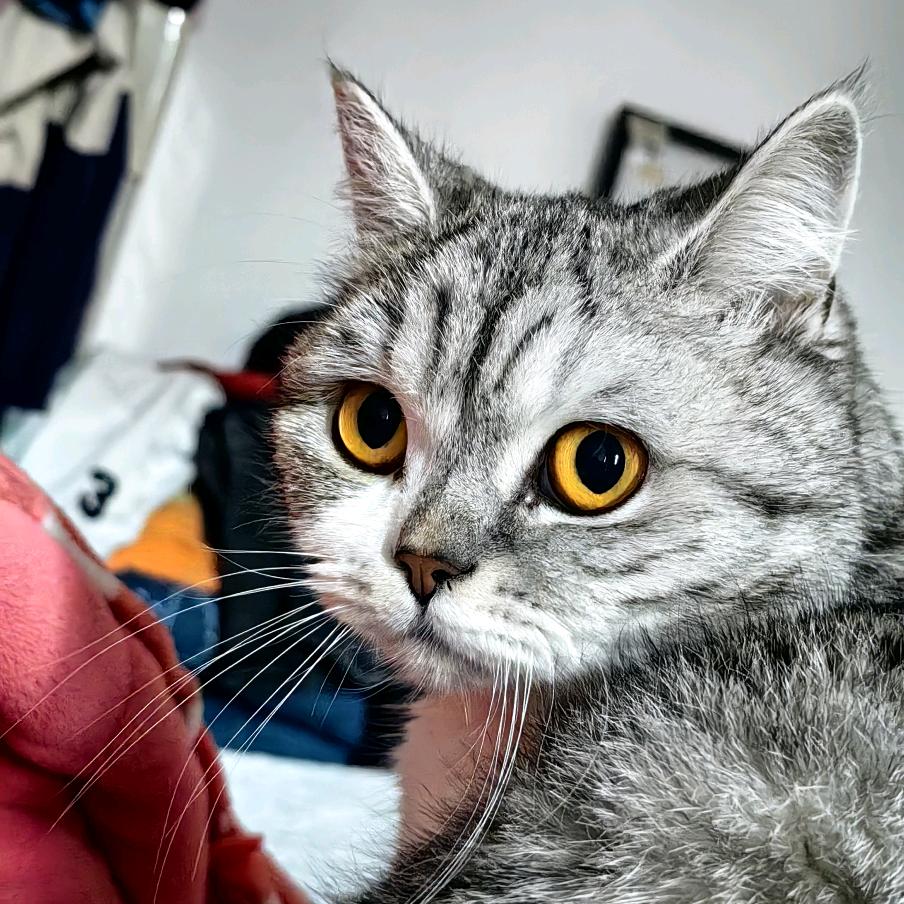 哥哥姐姐的可乐🐱