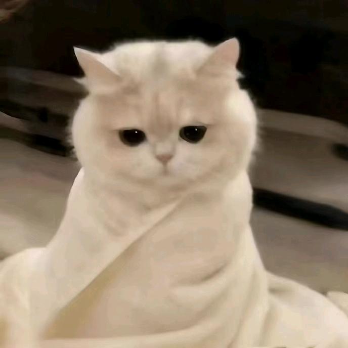 小蛋黄