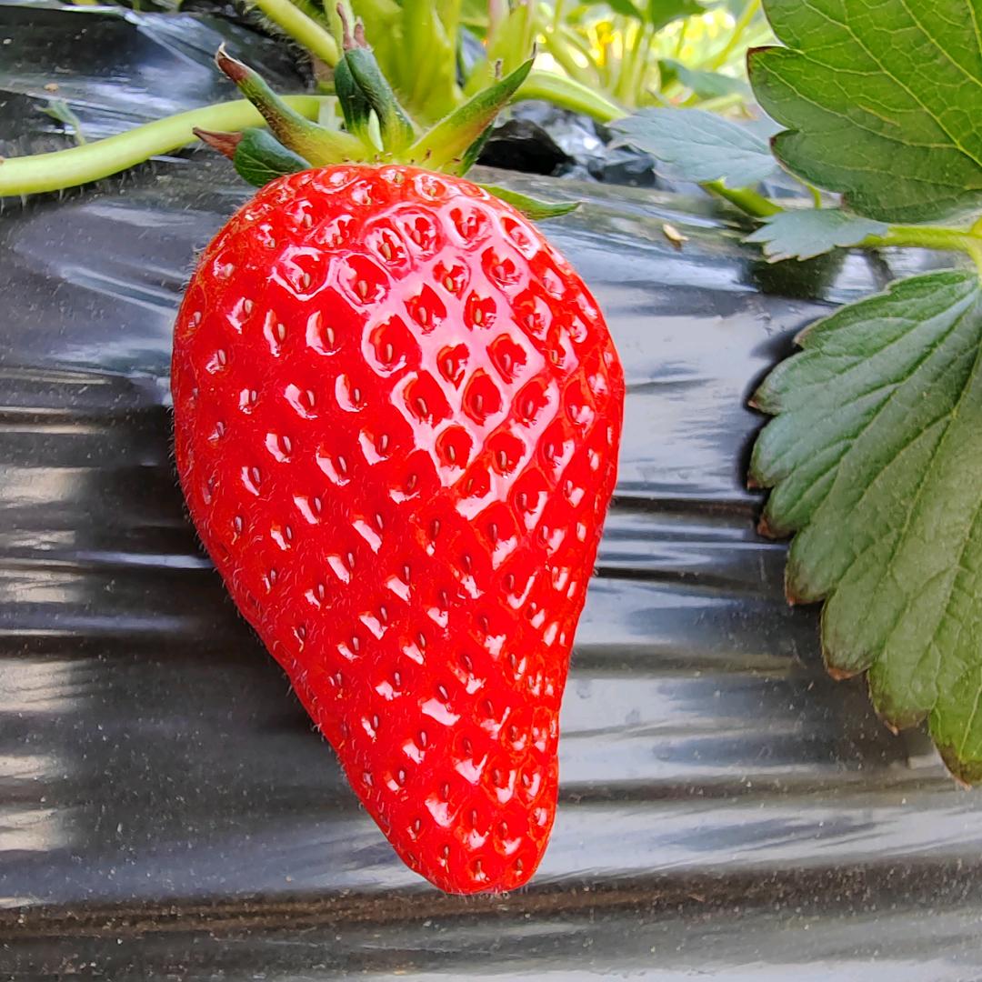 高密柏城草莓姐