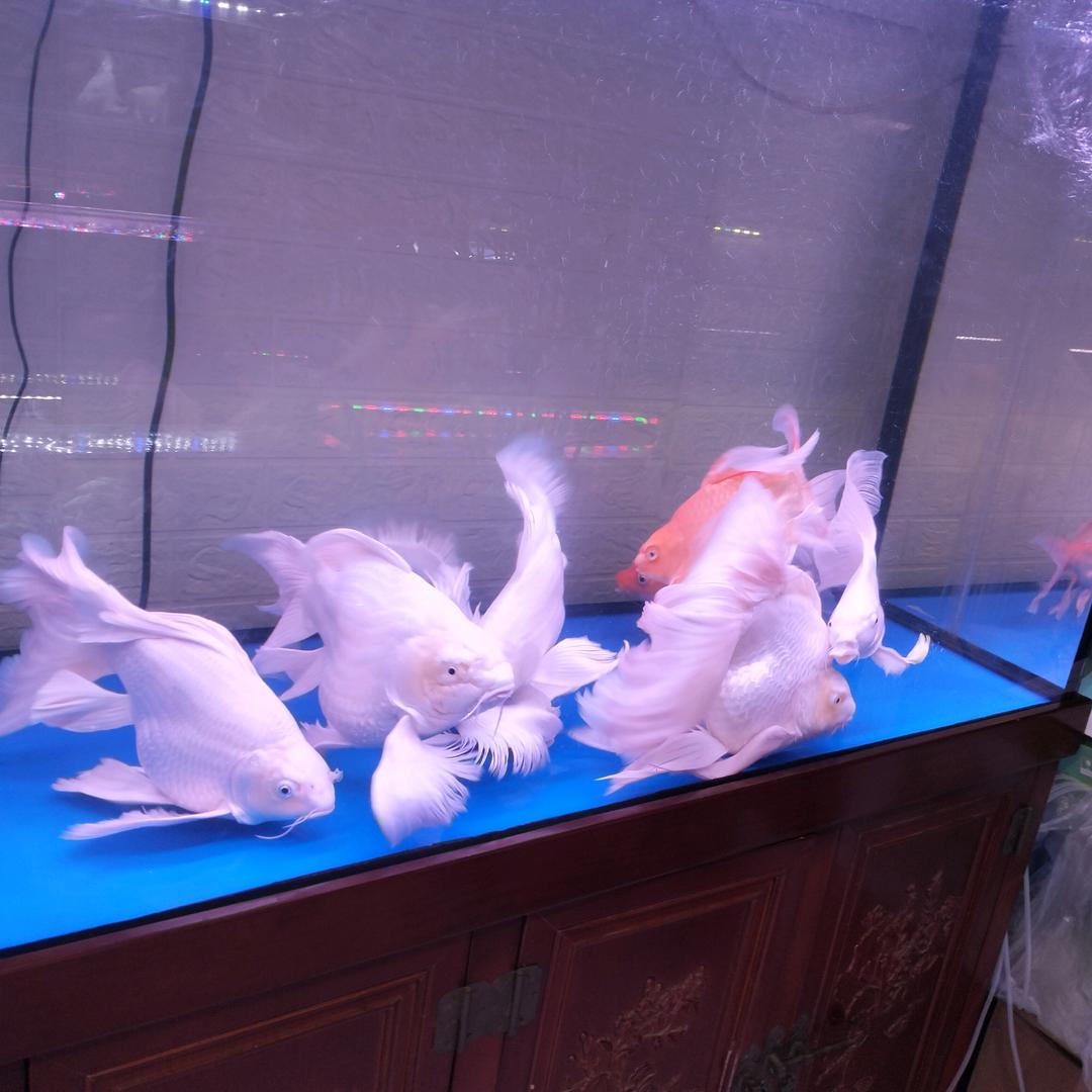 鱼多乐观赏鱼店