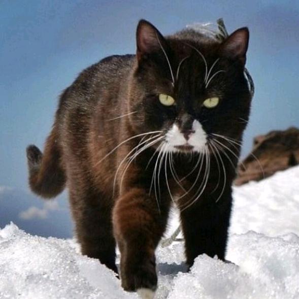 野猫