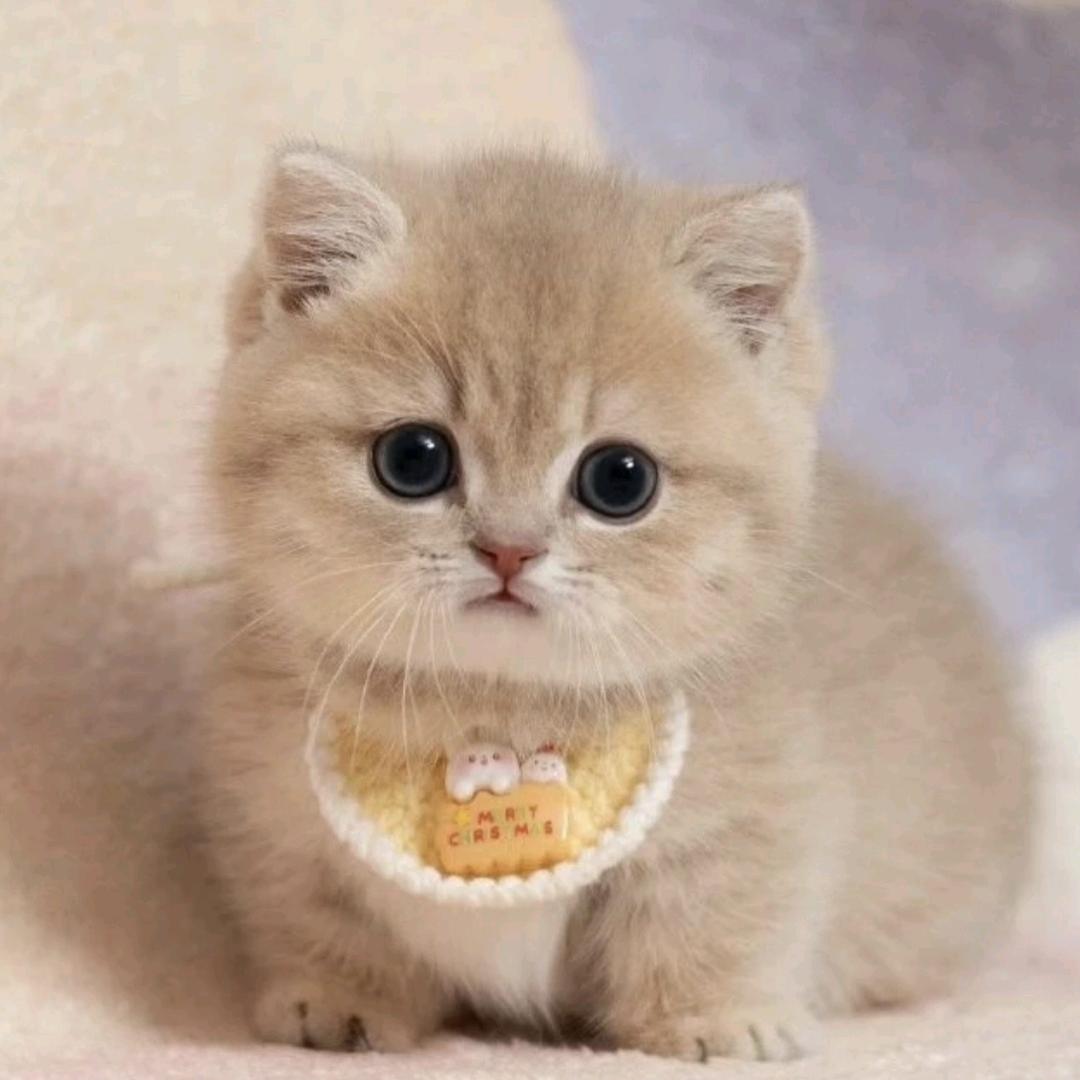 风信子的二月天