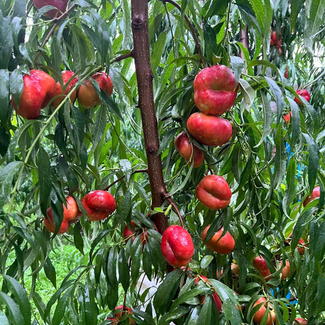 浩然家的蟠桃园