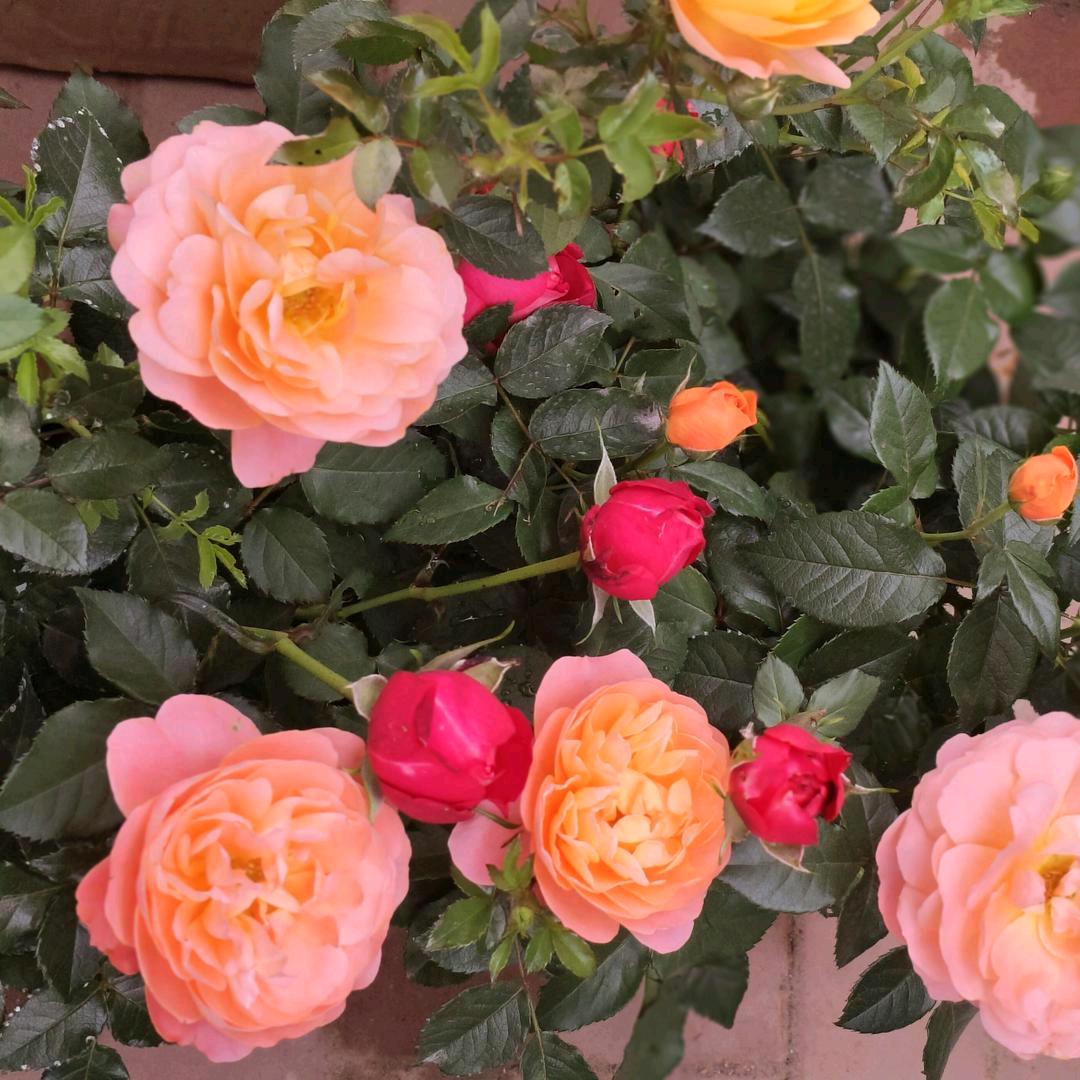 沙漠玫瑰🌹