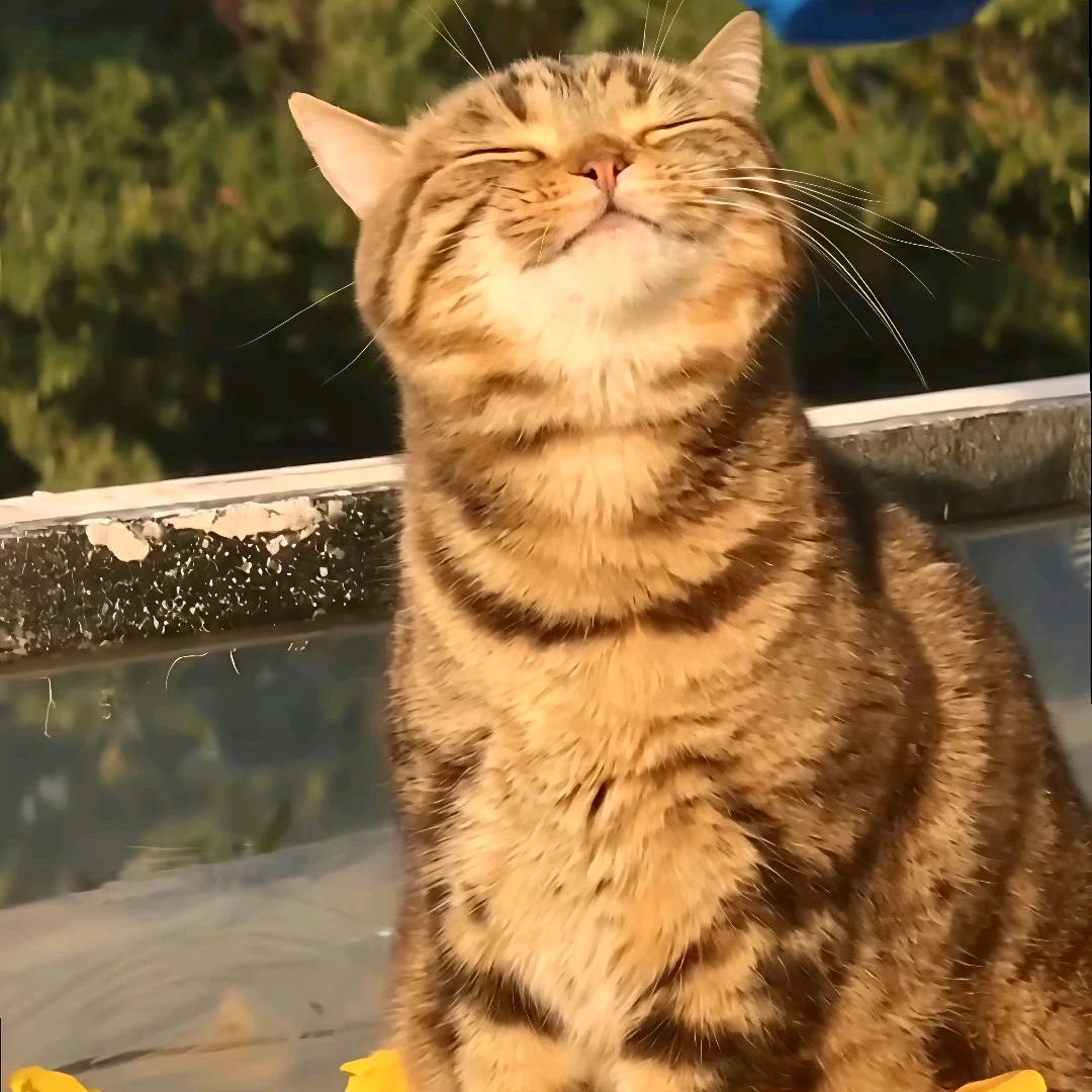 sntired