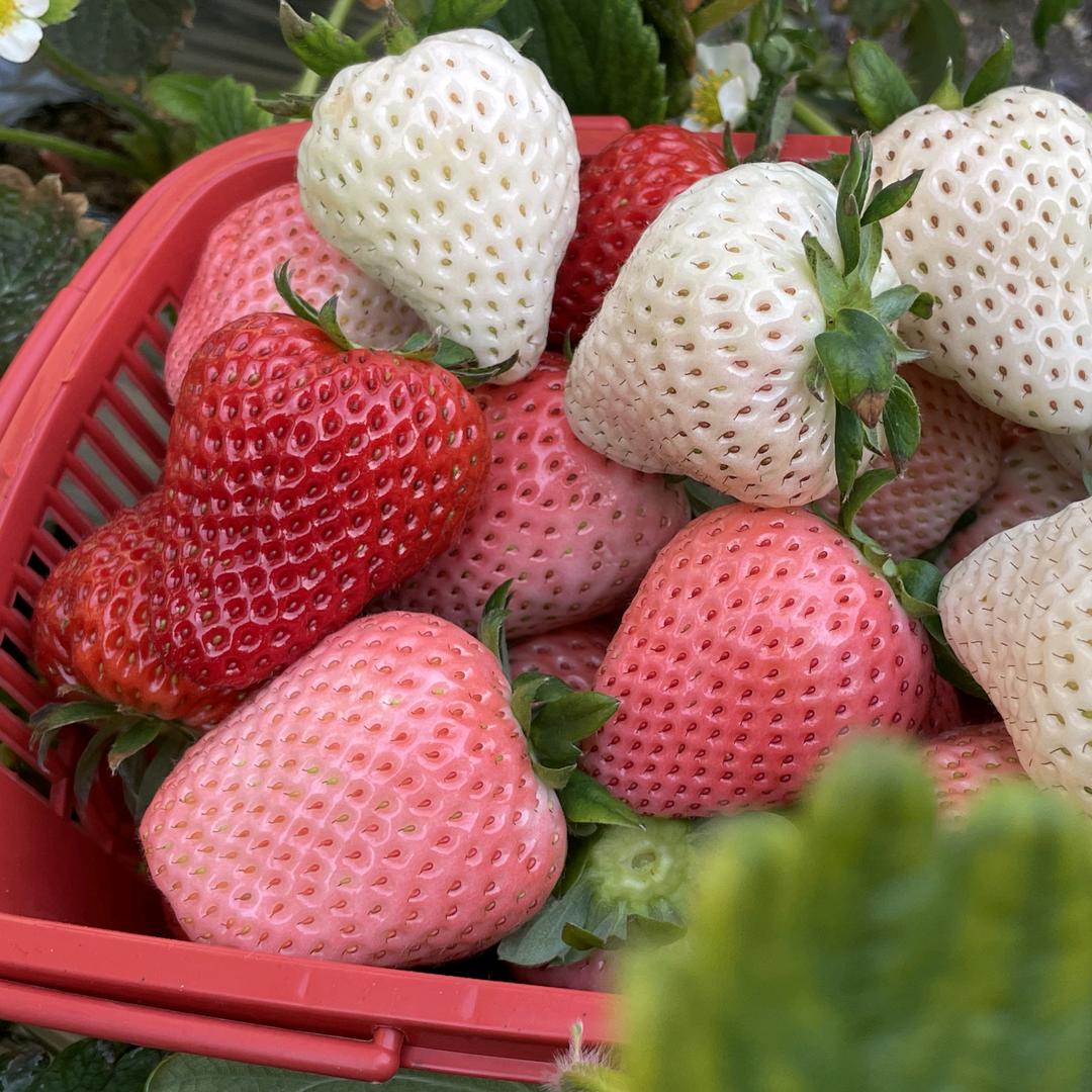 胡家佐裕泰采摘园