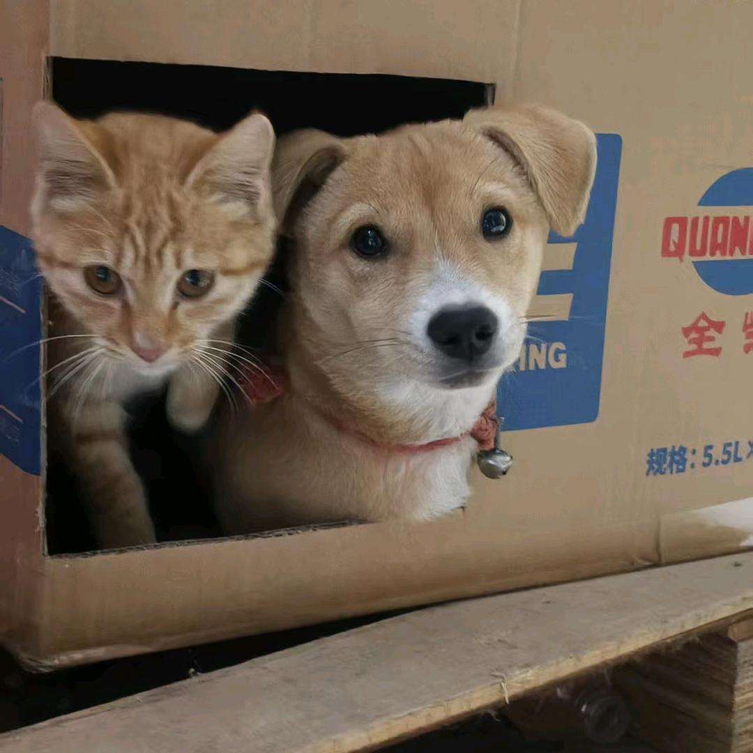 万事如意