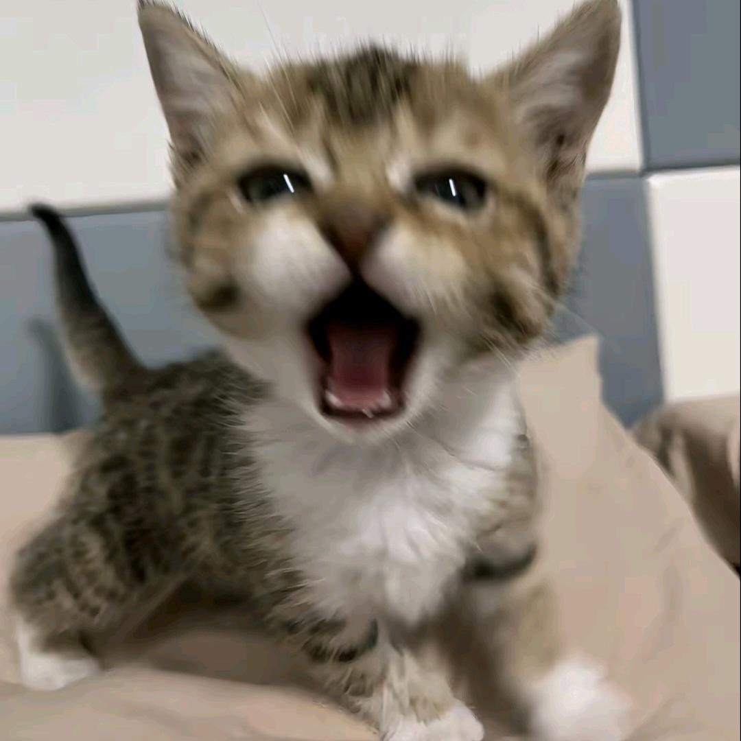 木棉花.