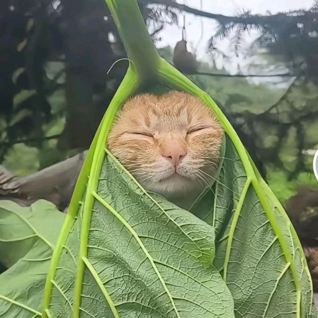 爆炒阿河粉