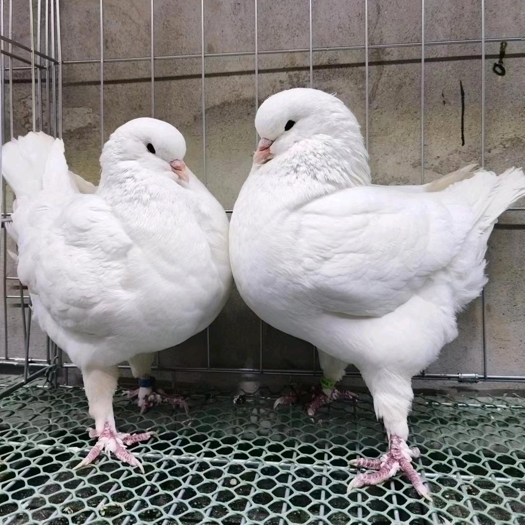锦盛鸽舍