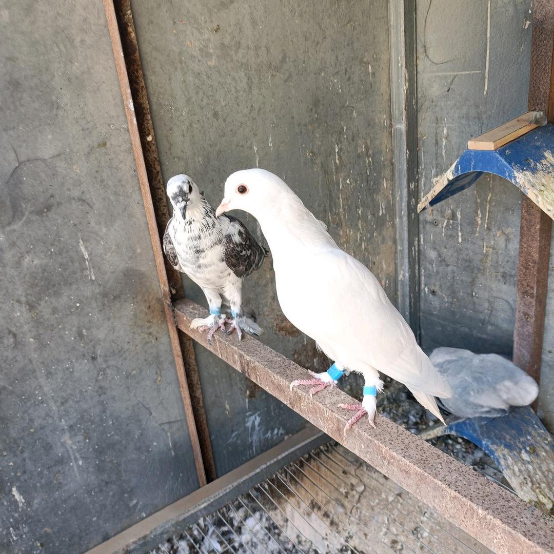 🕊小祁不小气🕊