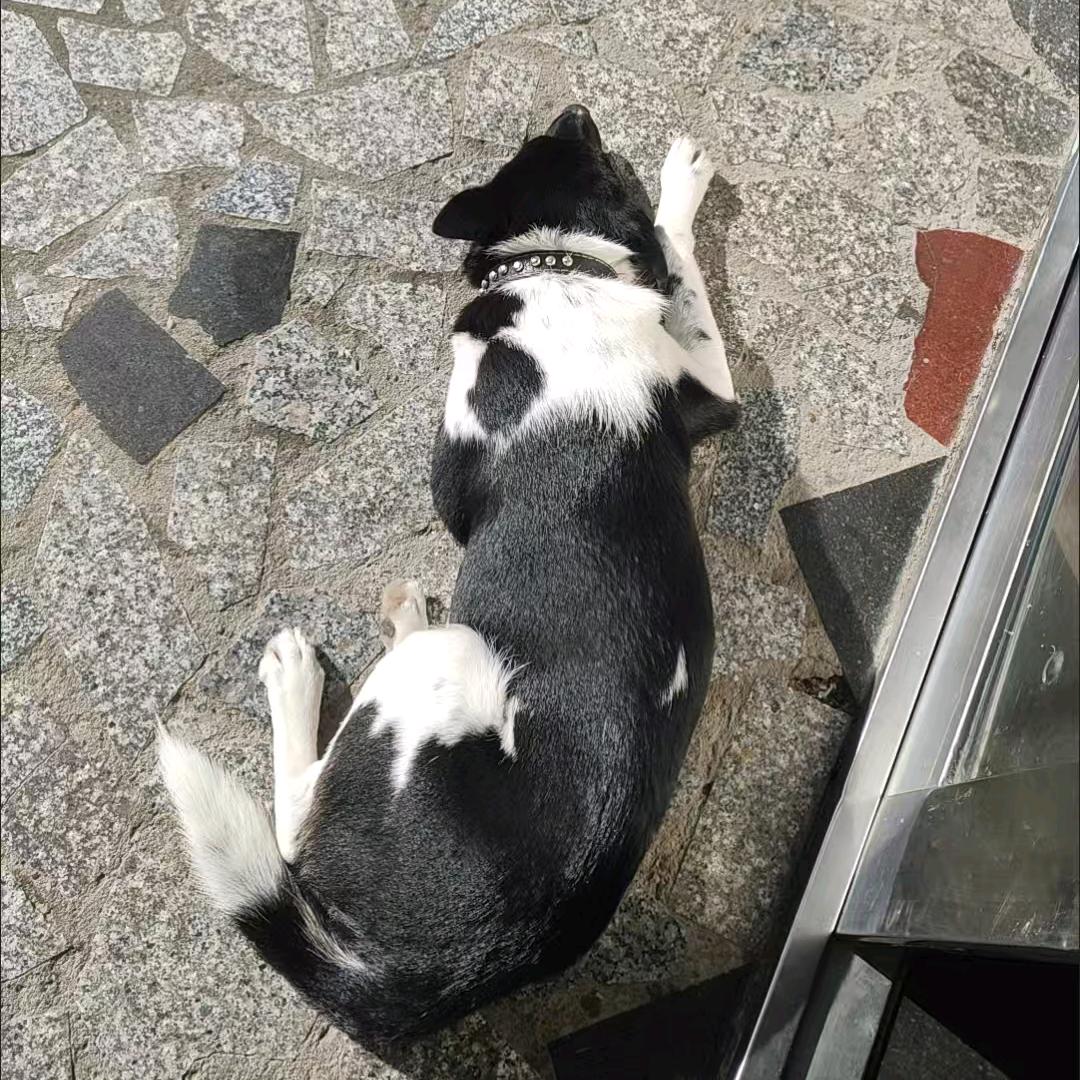 加多宝