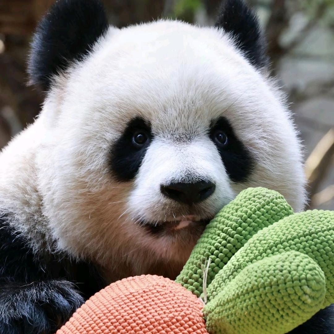 ❤️爱皇👑WR~~