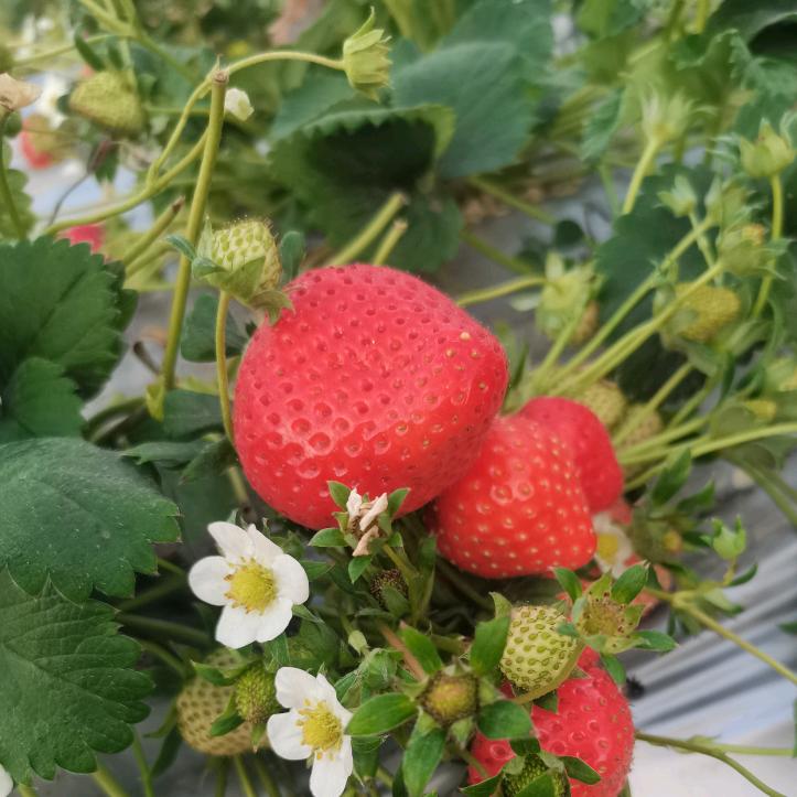 棂棂草莓采摘园