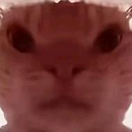 长弓跑刀鼠（大学生纯绿跑刀）