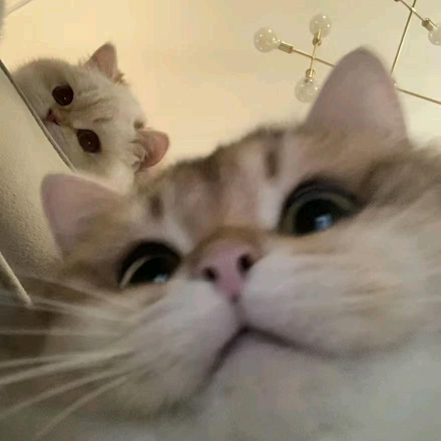 嫑孬