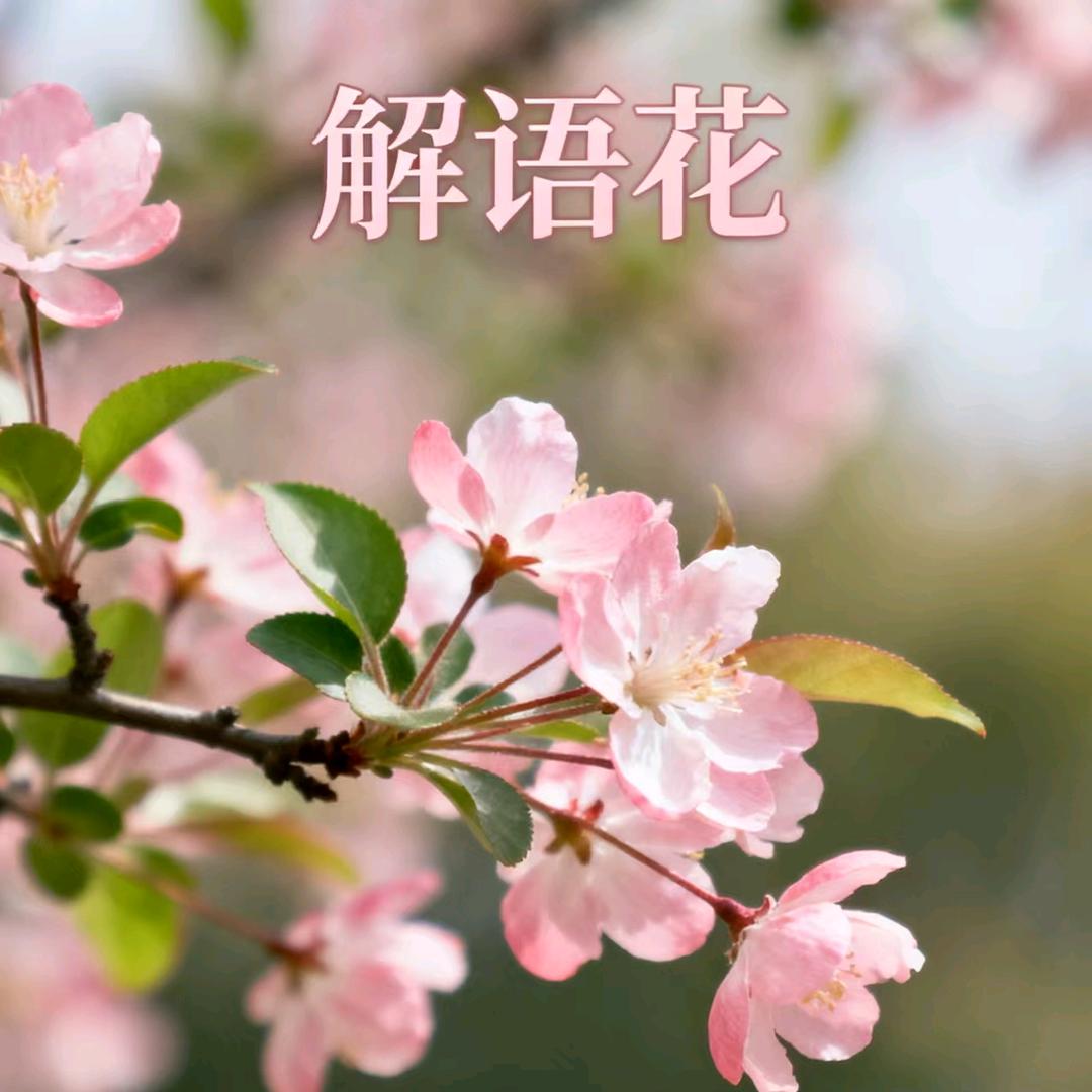 解语花