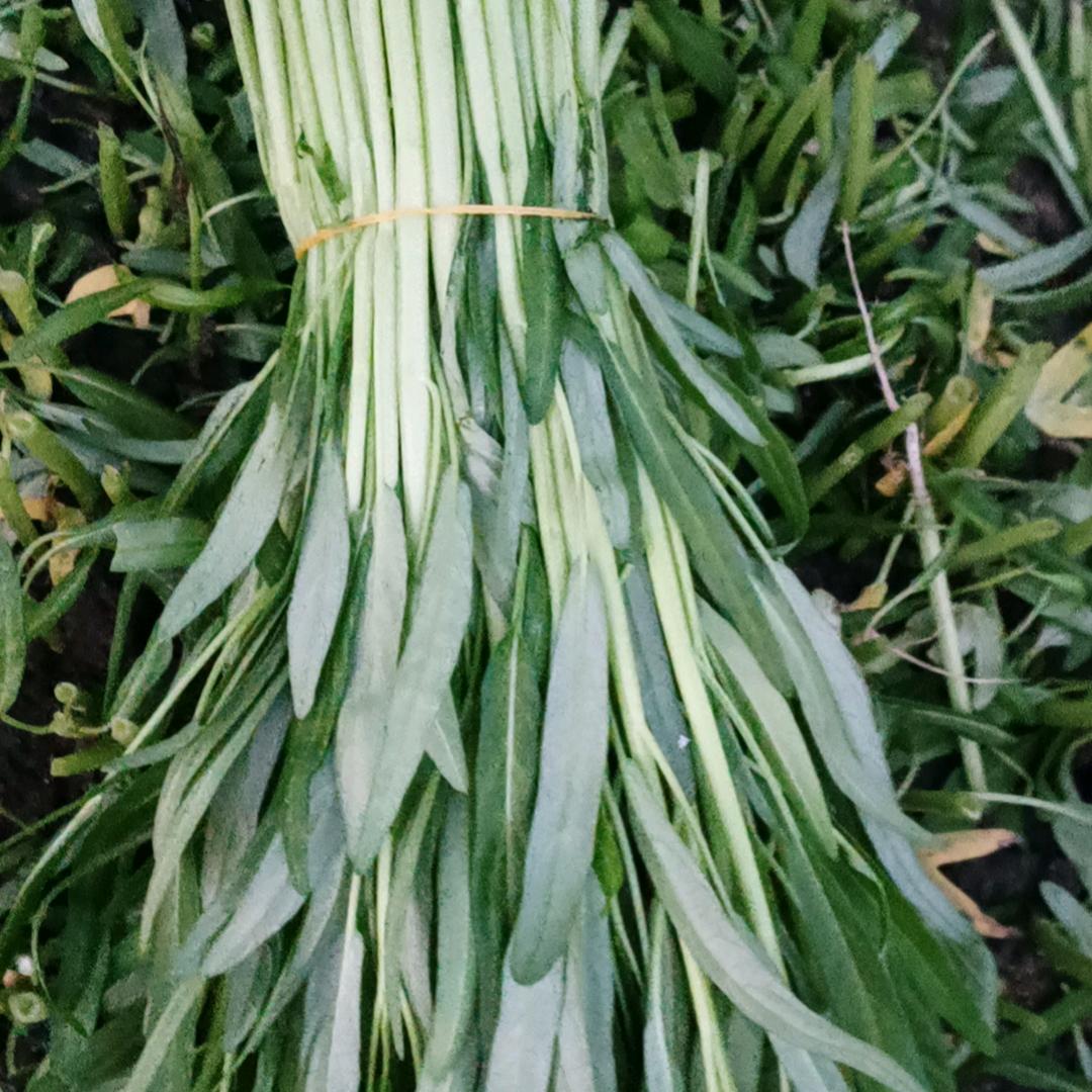 纯静水