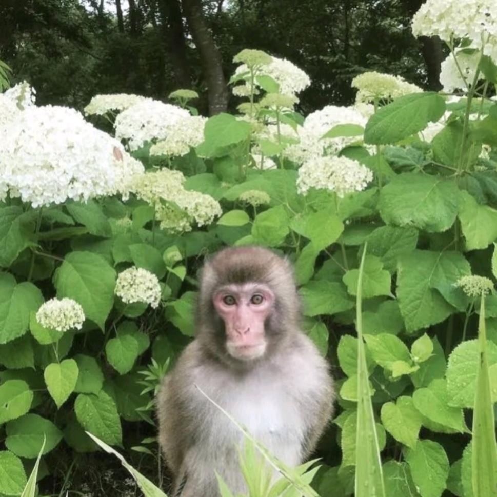 西部菱斑响尾蛇