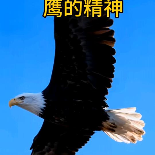 #天涯#任我飞#
