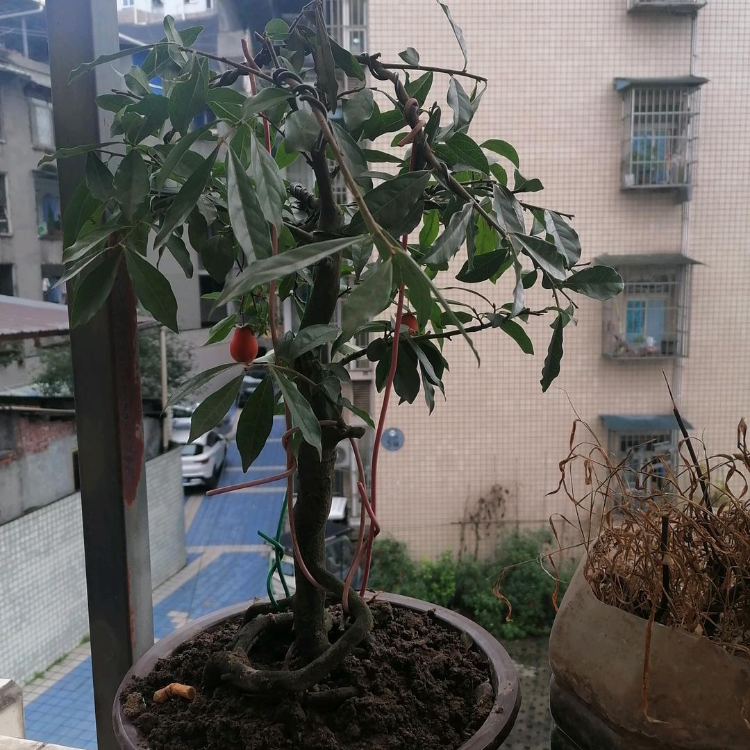 专推主播不服来咬我