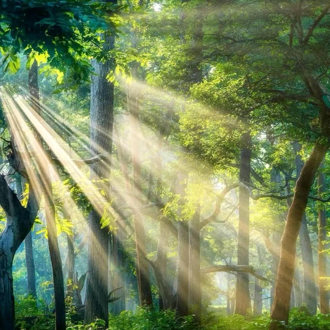 爱吃西兰花🍀