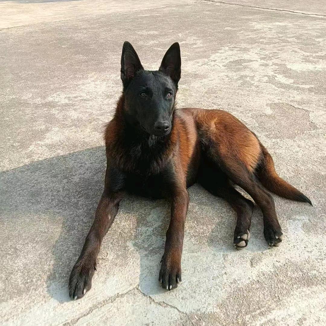 岳阳县，伟业犬舍