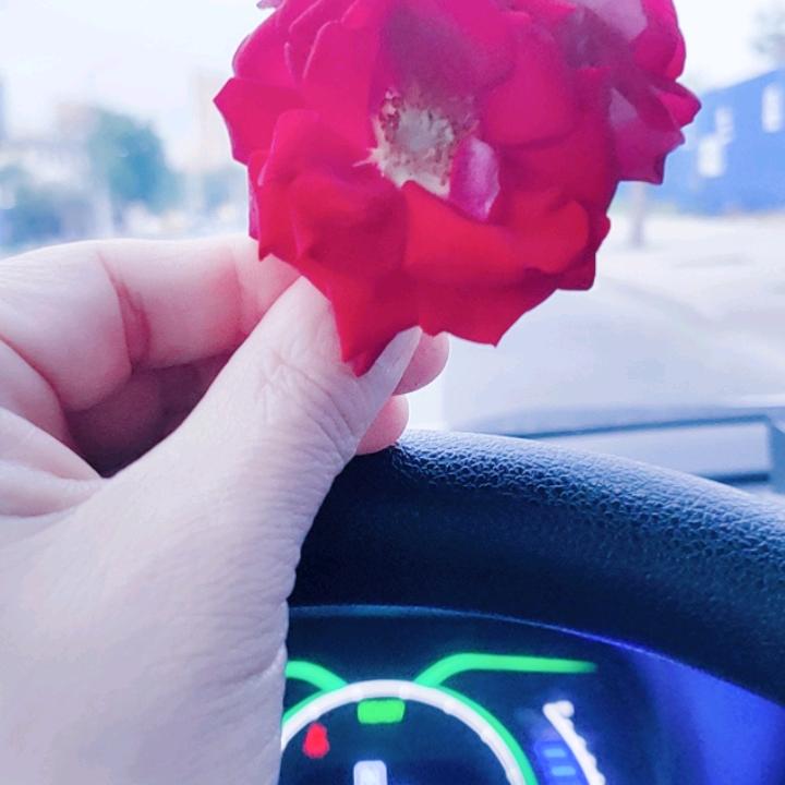 🌻💐执着🌹沉默🌹