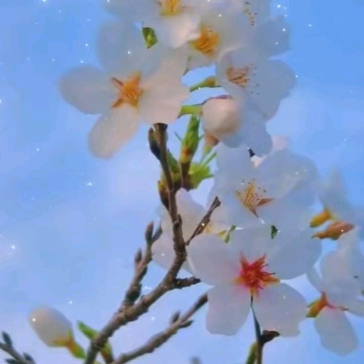 柠檬🎤