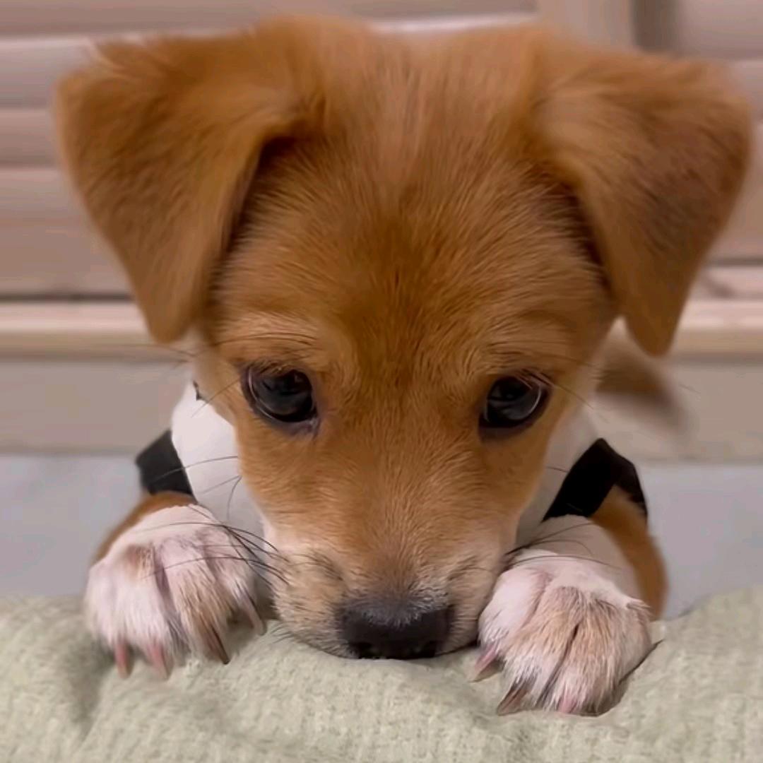 不爱吃香菜 💤