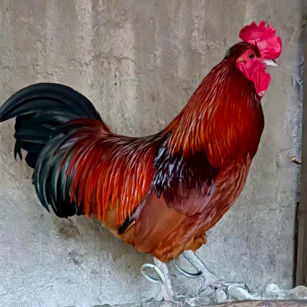 三个活宝