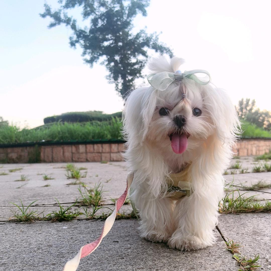 🍦冰淇凌🐶的朋友圈