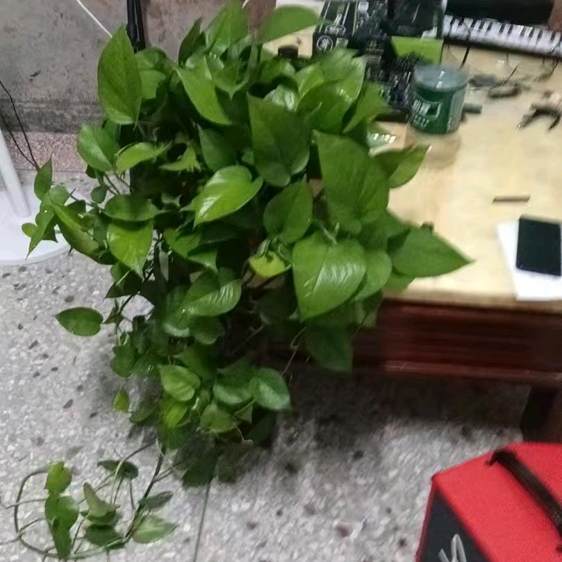 美伢
