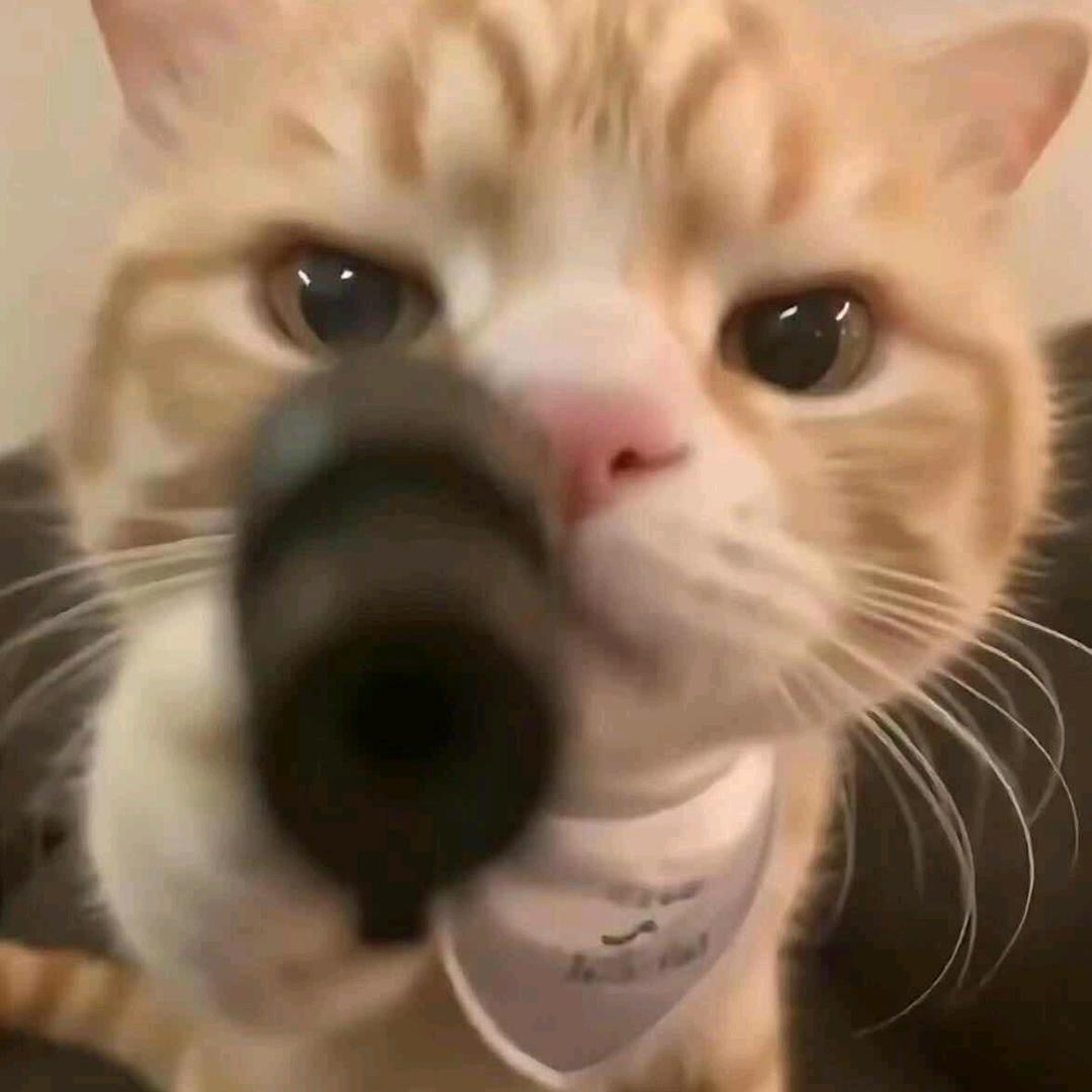 打工买蝴蝶