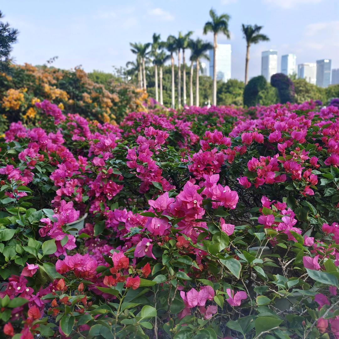 🌴🍀🌿时来运转🔥✨🍎🌴