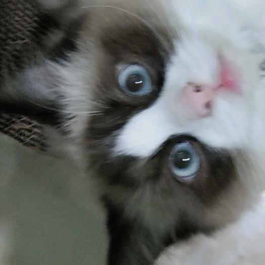 家夫的些许幼稚